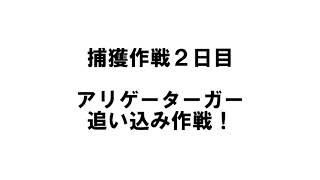 池をきれいにする大作戦～外来種駆除（スイレン・アリゲーターガーなど）～（大阪府寝屋川市）