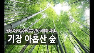 기장 아홉산 숲 [국내 최고의 대나무 숲]