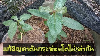 แก้ปัญหาต้นกระท่อมอายุเท่ากันแต่บางต้นโตช้า planting a cottage