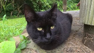 お手々ないない香箱座りなおはぎな黒ねこと爪研ぎ茶白ねこ　-Diary of visiting cats in Japan-