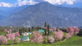 Following the Temi Cherry Blossoms trail🌸🌳👣| Temi Tea Garden| South Sikkim| Solo Trip