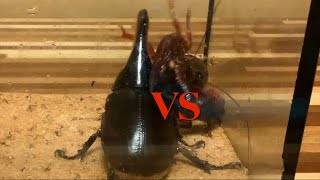 サタンオオカブト VSアメリカザリガニ（雌）Dynastes satanas VS Procambarus clarkia