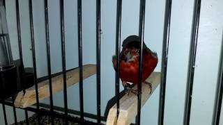 Canary hybrid = Red siskin x Cobalt Red mosaic canary hen.