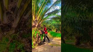 Sharp Knife vs Palm Tree 🌴। ধারালো চাকুর জাদু😱।