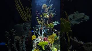 Stunning Aquarium, Deep Relaxing Music