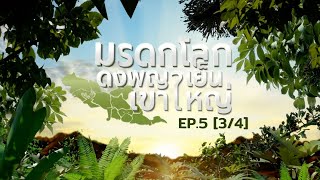 สารคดีมรดกโลกดงพญาเย็น-เขาใหญ่ EP.5 ตอนพิทักษ์เสือ เพื่อผืนป่า (3/4)