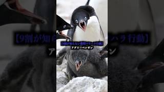 【9割が知らない驚愕パワハラ行動】アデリーペンギン#雑学 #動物 #アデリーペンギン #都市伝説 #animals #penguin #shorts