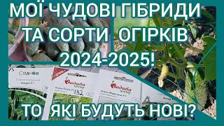 Мої чудові Гібриди та Сорти огірків сезонів 2024-2025.