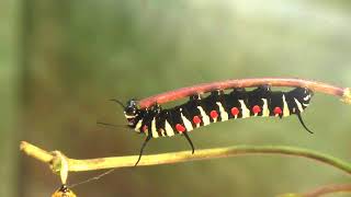 オオゴマダラ（大胡麻斑）の幼虫と蛹：Tree Nymph Butterfly Larva \u0026 Pupa