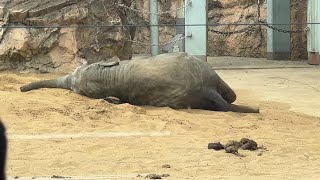 第19回 アルン未公開映像【上野動物園】