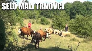 Švabo hoće u 7 da si na poslu, a moje krave će čekat do 8 il' 9 ako nisam nagodan, u 12 ako hoću!