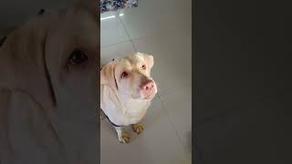 நீ வளத்தது அப்படி... #shorts #petlovers #funny #doglover #cutedog #comedyvideos