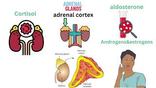 الغدد الصماء || كورس المصطلحات الطبيه المستوي الأول - endocrine system