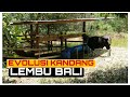 Evolusi Kandang Lembu Bali