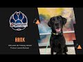 5 y/o “Hank” | Managing Reactivity | Trainer: Lauren Duncan