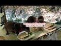 the most beautiful river restaurant in japan for otters otter life day 936