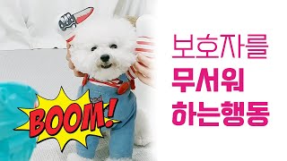 무셔~!!강아지가 보호자를 무서워 할 때 행동, dog's fear