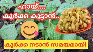 @GeorgeTheIndianFarmer കൂർക്ക നടാൻ സമയമായി. കൂർക്ക തല നുള്ളി വേറെ മാറ്റി നടാം.