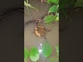 Banded Bullfrog