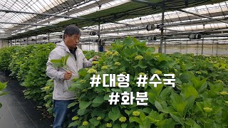 코리아플라워파크 꽃미남이 들려주는 수국 이야기_2023년 5월_대형 수국