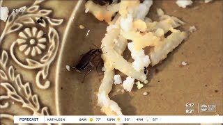 Company will pay $2,000 to infest your home with cockroaches to test pest control technique