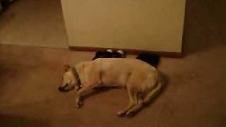 Bizkit the Sleep Walking Dog horror movie
