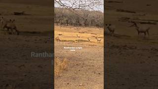 #ranthamborenationalparknaturalwildlife #sambardeer#junglesafari #sawaimadhopur#travel April 2024