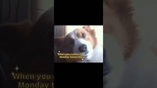 Today S Hottest Meme Fun Shorts Everyone Can Enjoy By Chatgpt Ai