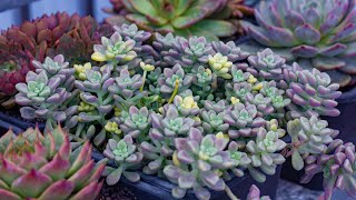 Mastering Succulents: Top 3 Easy-to-Grow Varieties & Secrets to Thriving in Any Climate!