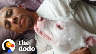 Pittie Rescued From Cliff Has A Superpower | The Dodo Pittie Nation