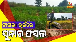 Farmer Of Nuapada Became Successful With The Help Of Odisha Govt's Biju Krishak Vikas Kalyan Yojana