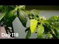 habanada habanero time lapse