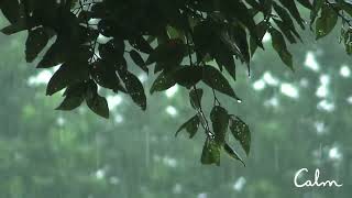 비 오는 공원 폭우와 함께 빠르게 불면증 극복, 빗소리 ASMR 백색소음 자장가