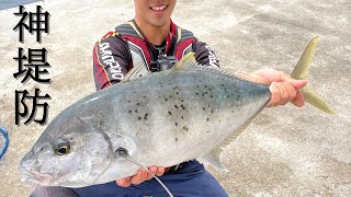 【神堤防】都会の沖堤防で釣りしたら巨大魚が釣れた‼︎