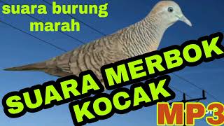 SUARA MERBOK KOCAK GONDANG MP3