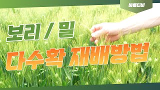 [바플티비]보리 밀 다수확 재배법!