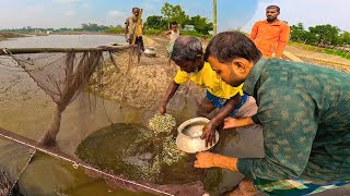 মাছ ধরা উৎসবের শেষে | প্রচুর দেশী মাছ ধরার কৌশল |Traditional Fishing Festival |Tangon Fishing Video