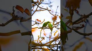 മലയാളം പാട്ടുകൾ... 🥰🥰എന്റെ ഈ കുഞ്ഞ് ചാനൽ ഒന്ന് സബ്ബ് ചെയ്യണേ 🥰🥰🥰#shots #status #വീഡിയോ #music