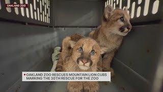 3 orphaned mountain lion cubs rescued in Bay Area