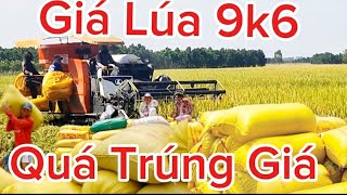 Giá Lúa Mới Nhất 9k6 Nông Dân Phấn Khởi