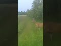 8 point buck walks out on the trail