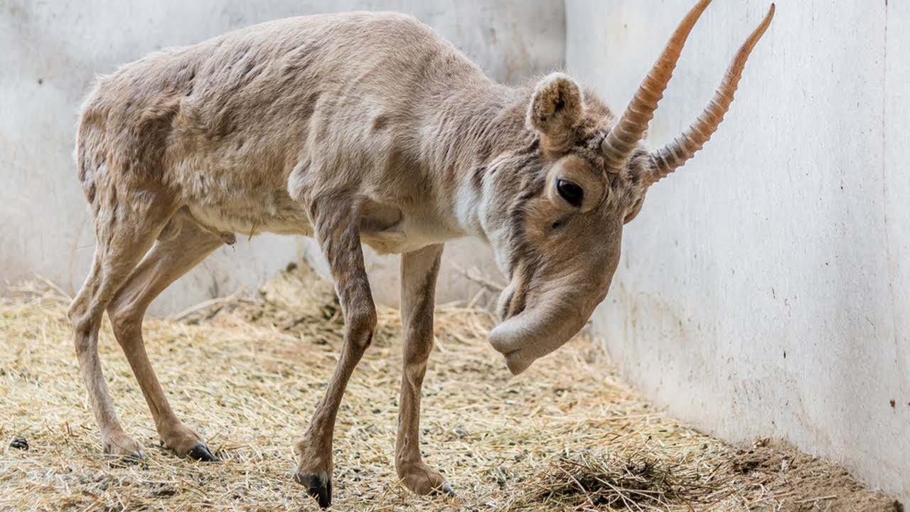 Animals You Didnt Know Exist New Wallpapers Free Download