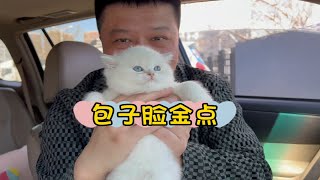 金点猫！个人最喜欢的猫品种！无奈市场不认可！