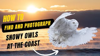 How to Find and Photograph Snowy Owls at the New England Coast #snowyowl