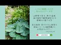 安波賀春日神社🌱苔探訪　山野草 u0026草もの盆栽vlog wildflowers u0026 grass bonsai