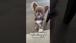 Why get a chihuahua?🐾🐶💕 #puppy #pets #cutedog #viral #dog #shorts