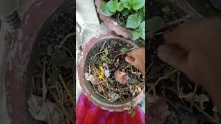 కోత నుండి మందార మొక్కలు@nimmigardening164, garden tutorials@nimmigardening164