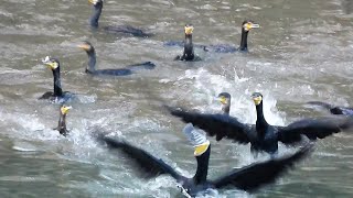 1111027 The great cormorants catching fish at Hsi-Tsui reaches of Keelung River.