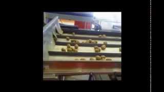 Γραμμή Διαλογής, Συσκευασίας Ακτινιδίων - Kiwi sorting and packing line_Novatec