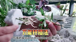 栀子花的“三种”扦插方法，学会省下不少买苗钱，爱养花别错过